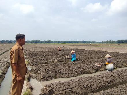 Pemantauan Masa Tanam Bawang Merah